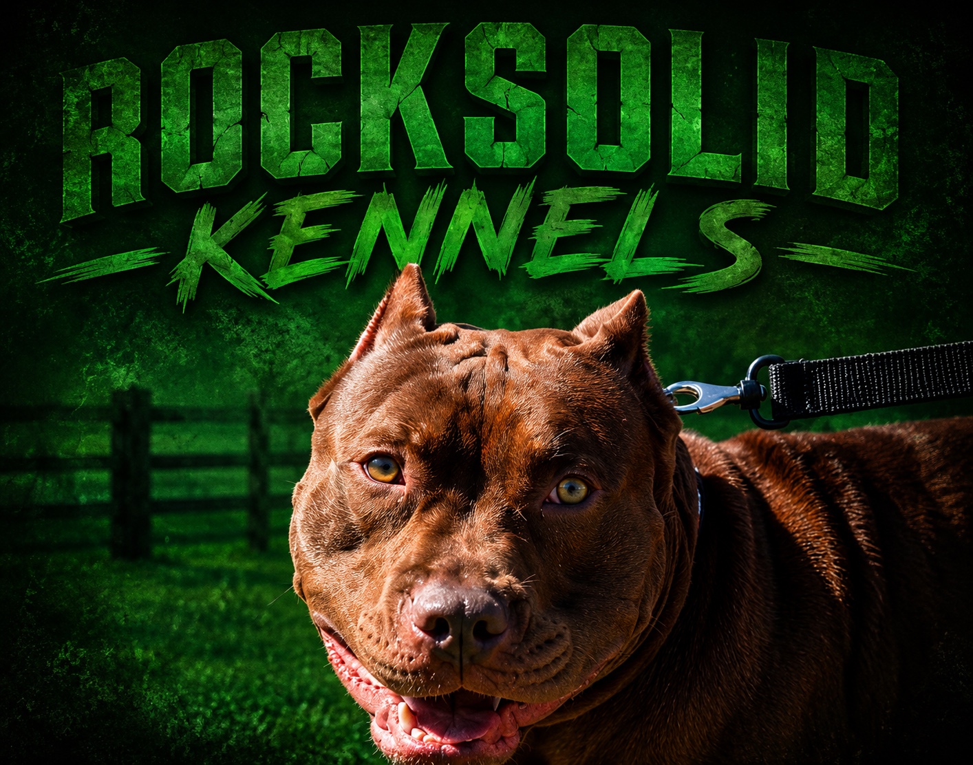 Rocksolid Kennels